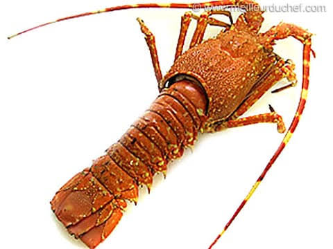 <p>langouste</p>