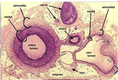 <p>arteries tend to be more rounded and veins tend to be more irregularly shaped</p><ul><li><p>arteries have large tunica media</p><ul><li><p>elastic arteries have largest diameters and strength (aorta)</p></li></ul></li><li><p>veins havelarge tunica adventitia</p></li></ul><p></p>