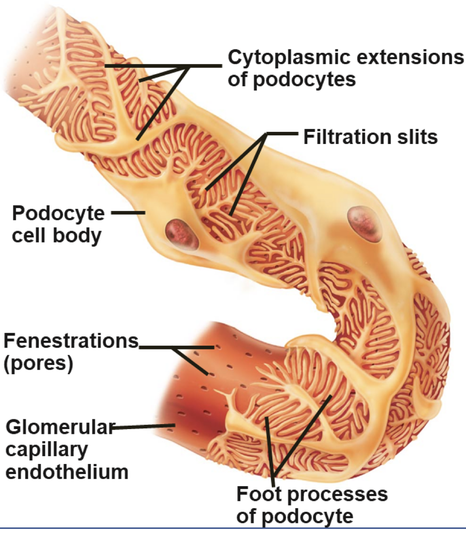 <p>filtration membrane (pt 2)</p><ol start="3"><li><p>filtration slits</p></li></ol><p>-spaces between</p><p>-most ___ molecules</p><p>-unless</p><p></p>