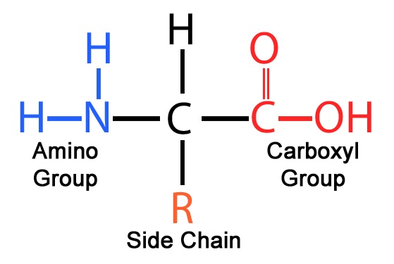 <p>general structure of amino acid </p>
