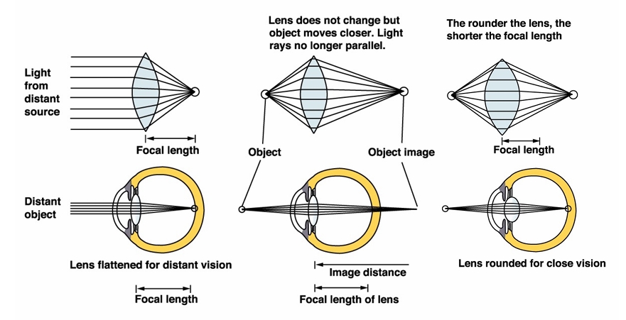 <p>As object brought nearer to eye, light rays need to be bent more to keep object in focus</p><p>Lens flatter at longer distances, fatter/rounder to shorten focal length for close vision</p>