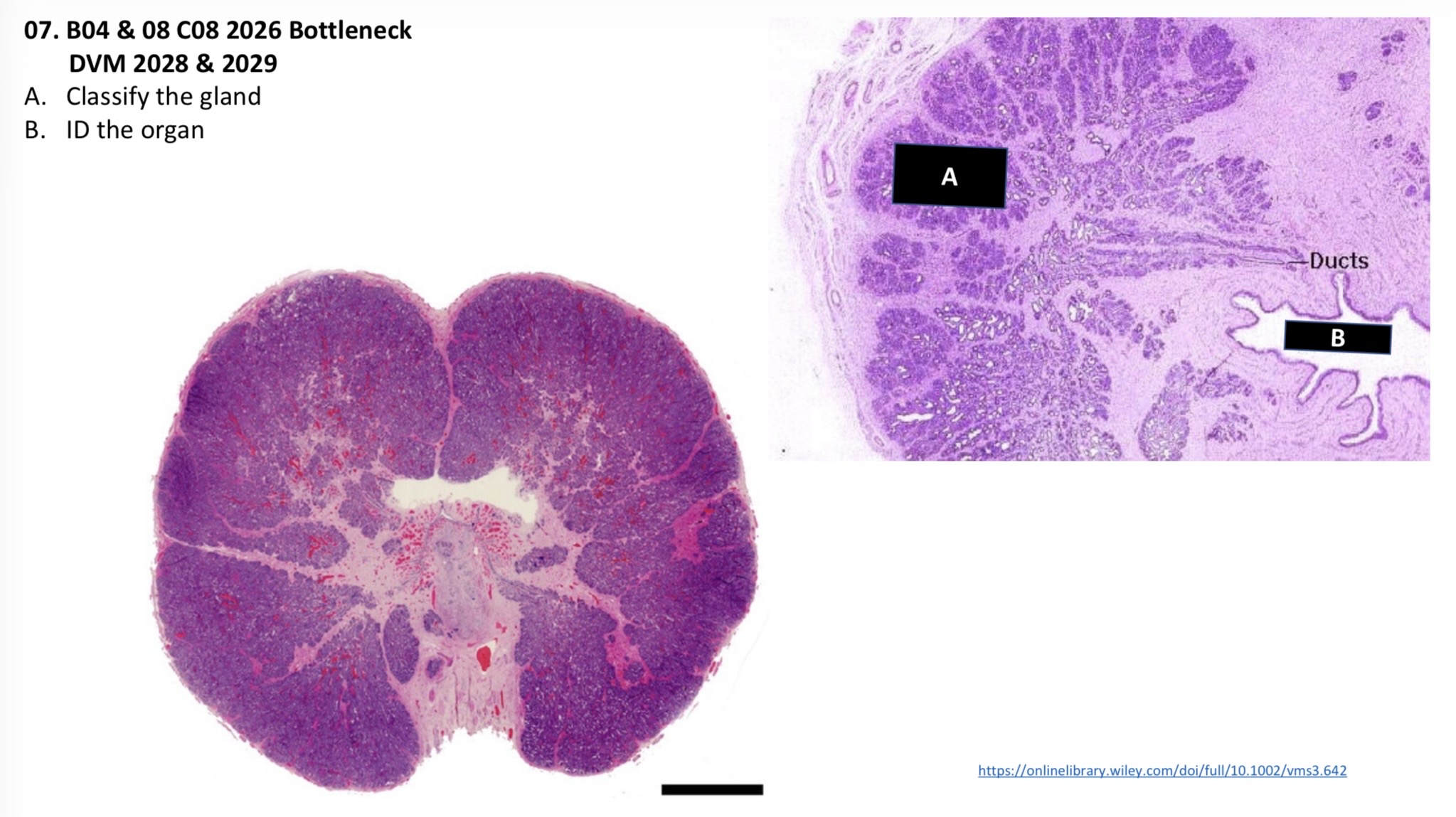 <p>A. Classify the gland </p><p>B. ID the organ </p>
