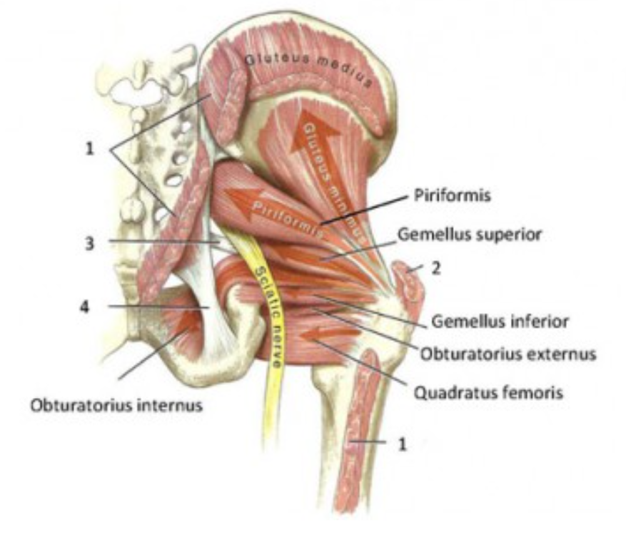 <p>Piriformis*</p><p>Gemellus Superior</p><p>Gemellus Inferior</p><p>Internal Obturator (Obturator internus)</p><p>External Obturator (Obturator externus)</p><p>Quadratus femoris</p><p>Adductor longus </p><p>Adductor brevis</p><p>Biceps femoris </p><p>Gluteus maximus</p><p></p>