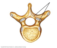 <p>link between vertebral body to the posterior structures</p><p>Forms the lateral and posterior parts of the vertebral foramen (hole in center)</p>