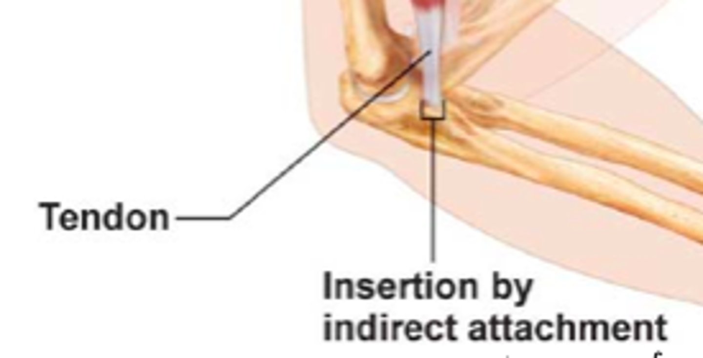 <p>Muscle connects to bone through a tendon.</p>