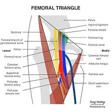 <p></p><p><strong>A:</strong> From lateral to medial:</p><ol><li><p>Iliacus</p></li><li><p>Psoas major</p></li><li><p>Pectineus</p></li><li><p>Adductor longus</p></li></ol><p><strong>Mnemonic:</strong> <strong>I P P A</strong></p>