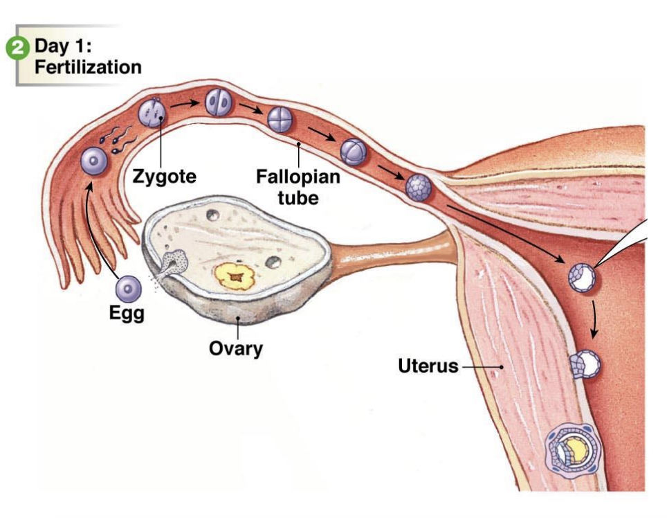 <ul><li><p>Fertilization happens in the fallopian tubes</p></li><li><p>Oocyte viable for 24h</p></li><li><p>Spermatozoa viable 4-6 days</p></li></ul><p></p>