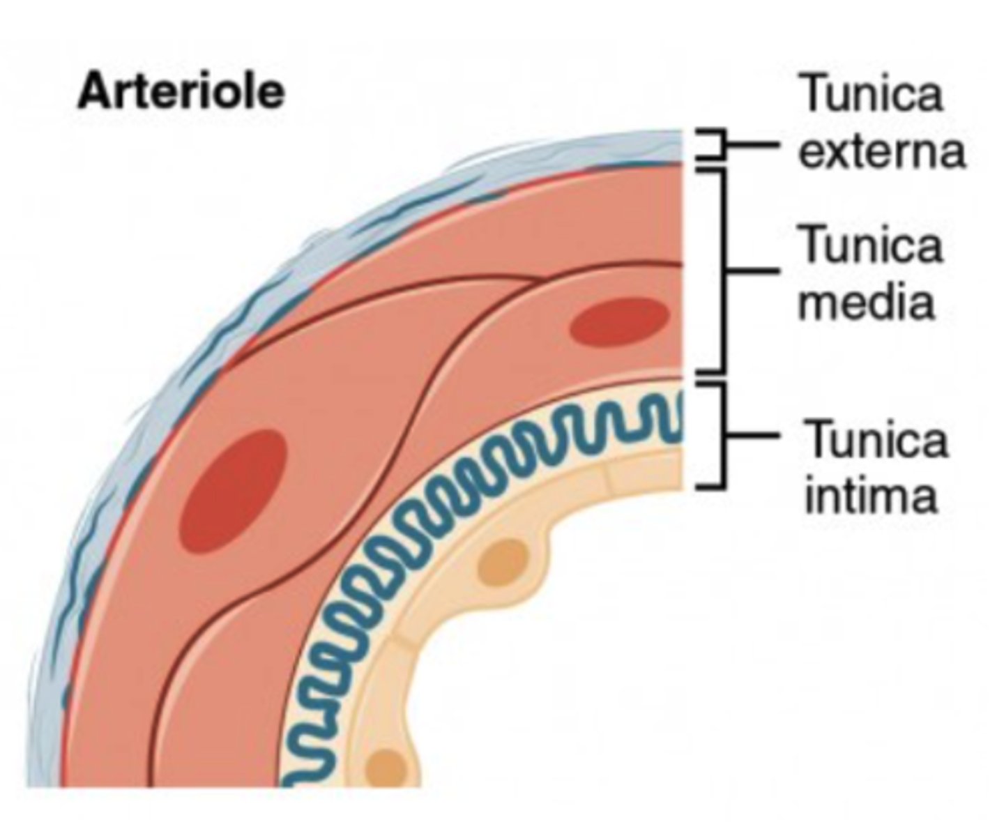 <p>arterioles</p><p>(Note: high ability to constrict)</p>