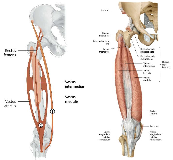<p><span><strong>Origo</strong>:</span></p><ul><li><p><span>Rectus femoris: SIAI, dak van van de heupkom</span></p></li><li><p><span>Vastus medialis: labium mediale van de linea aspera, vanaf de linea intertrochanterica</span></p></li><li><p><span>Vastus lateralis: labium laterale van de linea aspera, lateraal vlak van de trochanter major</span></p></li><li><p><span>Vastus intermedius: ventrale zijde corpus femoris</span></p></li><li><p><span>(M. articularis genus: ventrale zijde corpus femoris distaal van vastus intermedius)</span></p></li></ul><p></p><p><span> <strong>Insertie</strong>:</span></p><ul><li><p><span>Aan basis patellae en via lig. patellae en retinaculum patellae med. en lat. naar tuberositas tibiae</span></p></li><li><p><span>(aan de recessus suprapatellaris voor m. articularis genu)</span></p></li></ul><p></p><p><span><strong>Functie</strong>:</span></p><ul><li><p><span>art. coxae: anteflexie (rectus femoris)</span></p></li><li><p><span>art. genu: extensie (alle delen)<br></span></p></li></ul><p><span><strong>Innervatie</strong>: n. femoralis (L2-L4)</span></p><p></p><p><br></p>