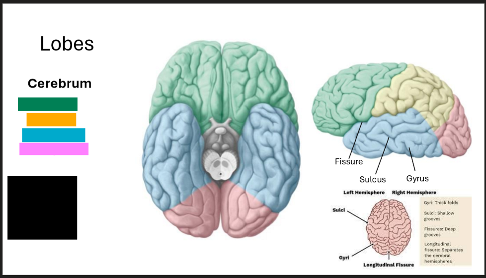<p>Label the lobes of the brain</p>