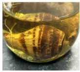 <p>______________ - globose stem tissue surrounded by few-scale-like leaves (ex. <em>Colocasia esculenta) - taro</em></p>