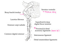 <p>opposing angle of joints and tendons/ligaments work together</p>