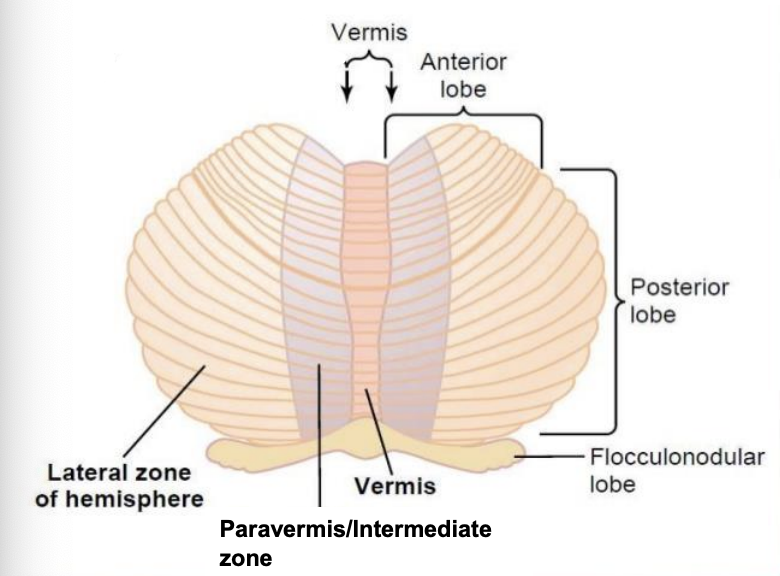<p>vermis (midline) </p><p>paravermis/intermediate </p><p>lateral hemisphere</p><p></p><p>Note: flocculonodular lobe is not part of the vertical zones </p>