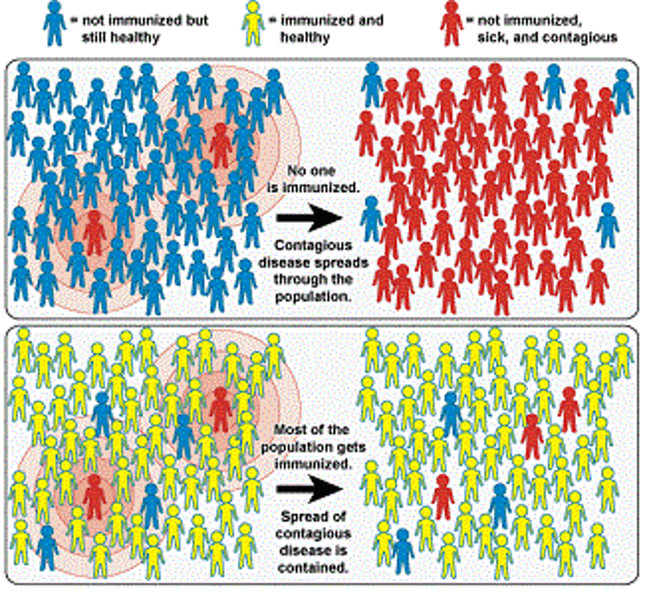 <p>When a large proportion of a community has been vaccinated and is immune, the chance of an infected person coming into contact with someone who isn't immune is low, and therefore it can't be spread</p>