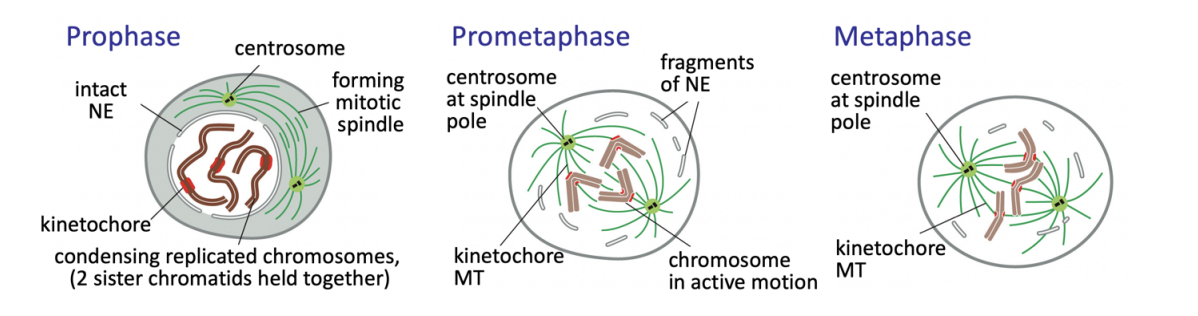 <ul><li><p>chromatin condenses into well-defined chromosomes</p><ul><li><p>two sister chromatids held together</p></li></ul></li><li><p>Duplicated centrosomes (in most animal cells) split </p></li><li><p>migrate to set the spindle poles</p></li><li><p>As interphase MT network disassembles, centrosomes begin nucleating highly dynamic MTs</p></li></ul><p></p>