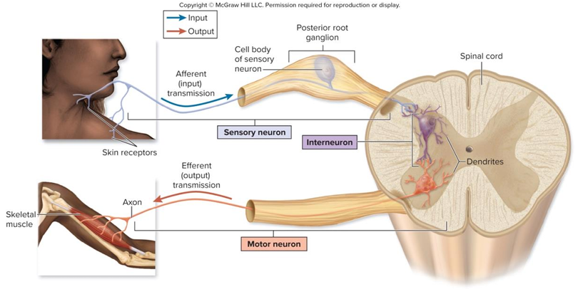 <p>Brings information TO the CNS, unipolar or bipolar structure, input</p>