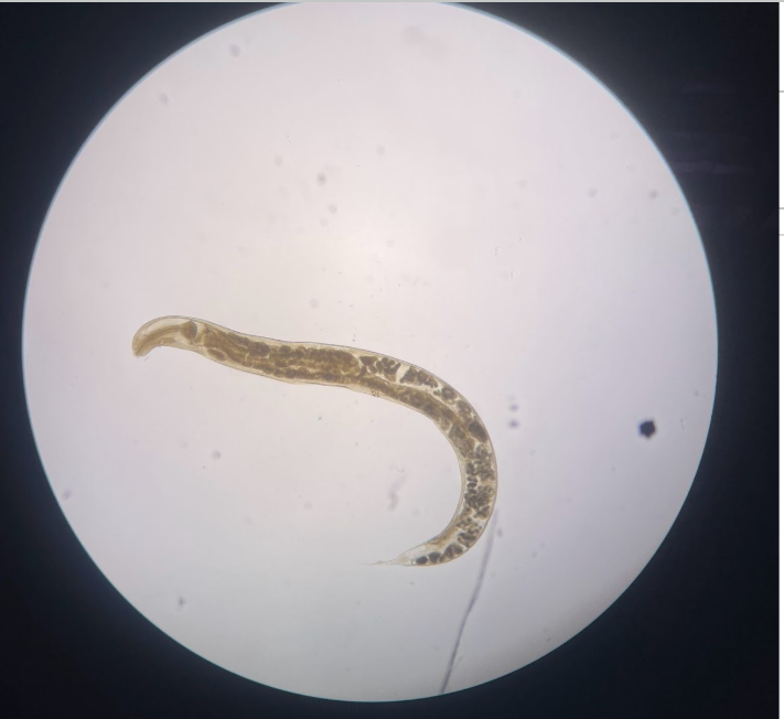 <p>What is this? What phylum?</p>