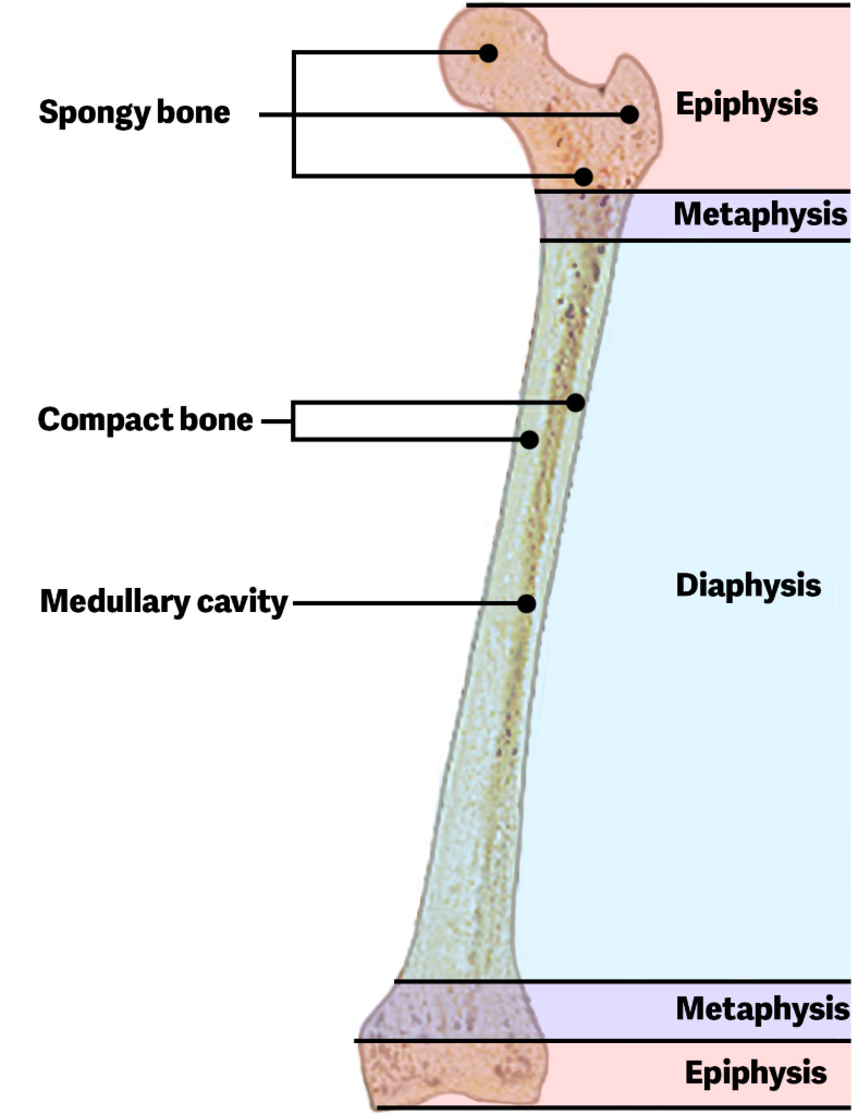 <p>A longitudinal section of a typical bone is not solid but has medullary cavity filled with bone marrow. </p><p><span style="color: red;">Includes:</span> <span style="color: rgb(81, 164, 207);">Marrow Cavity</span>, <span style="color: rgb(81, 164, 207);">Diaphysis</span>, <span style="color: rgb(81, 164, 207);">Compact bone</span>, <span style="color: rgb(81, 164, 207);">Epiphysis</span>, <span style="color: rgb(81, 164, 207);">Spongy bone</span>, <span style="color: rgb(81, 164, 207);">Metaphysis</span>, and <span style="color: rgb(81, 164, 207);">Articular Cartilage</span>. </p>
