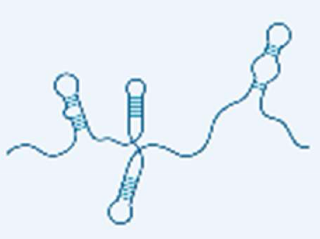 <p>regulates gene expression </p>