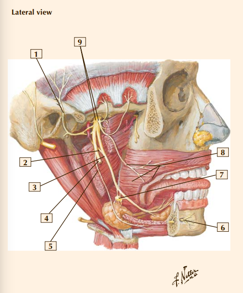<p>what nerve is 6?</p>