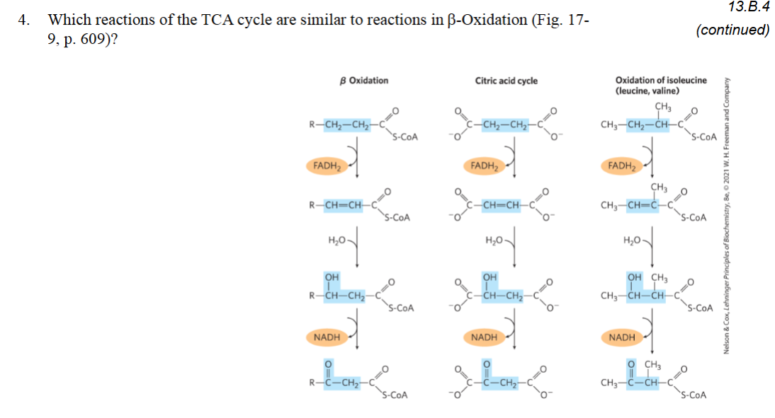 <p><strong>TCA Cycle reactions similar to β-Oxidation:</strong></p><ol><li><p><strong>FAD-dependent oxidation</strong> → creates a C=C double bond (produces FADH₂)</p></li><li><p><strong>Hydration</strong> → H₂O added across the double bond</p></li><li><p><strong>NAD-dependent oxidation</strong> → alcohol oxidized to a ketone (produces NADH)</p></li></ol><p></p>