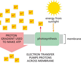 <p>in chloroplasts</p><p><u>electron-transport system</u> uses energy derived from the <strong>sun </strong>to <u>generate a proton gradient</u> across a membrane</p>