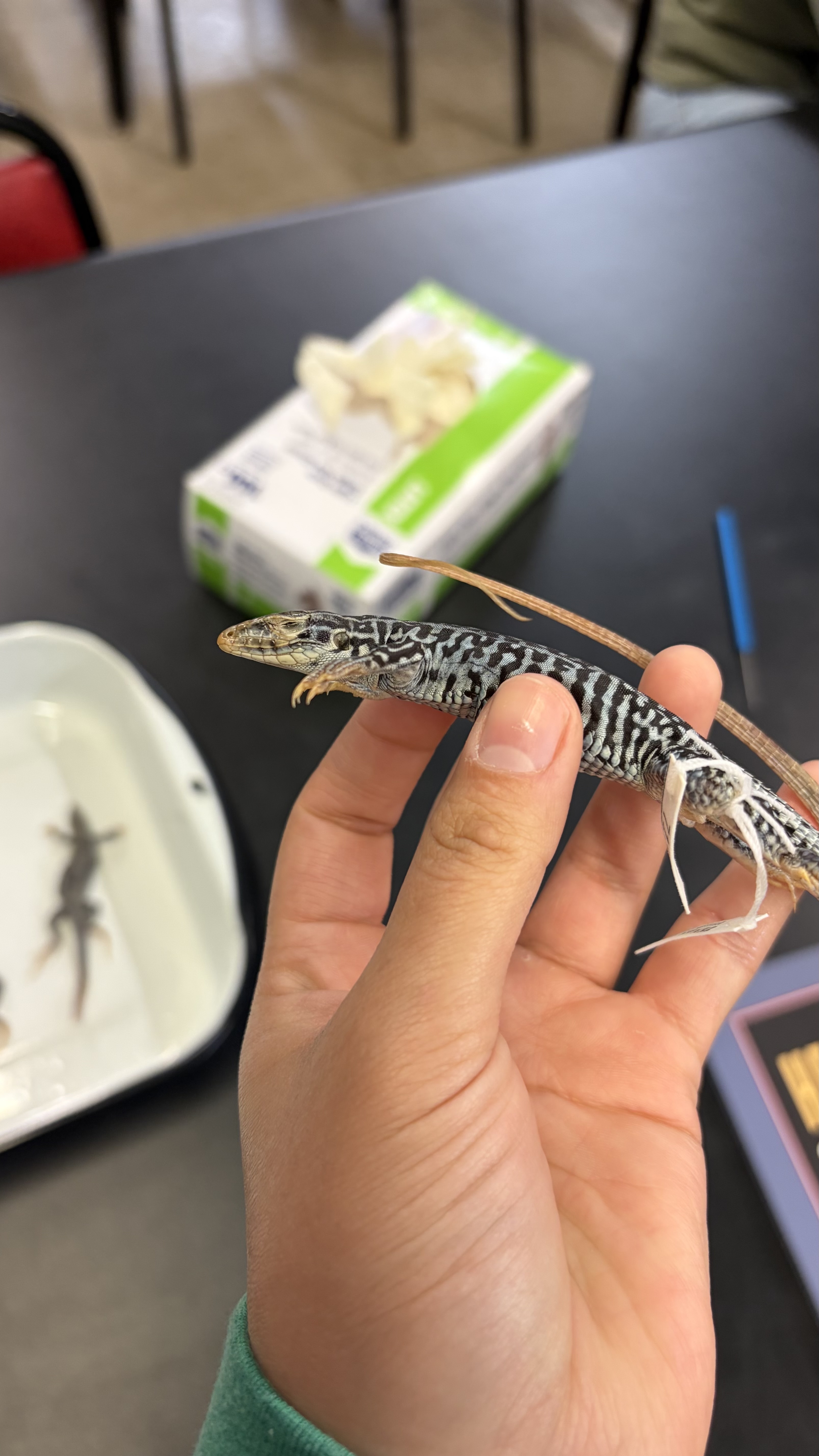 <ul><li><p>Squamata</p><ul><li><p>Scincomorpha</p><ul><li><p>Teiidae</p><ul><li><p><em>Aspidoscelis tesselata</em></p></li></ul></li></ul></li></ul></li></ul><p></p>