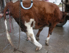 <p>- Due to severe intra-pelvic pressure associated with dystocia (both hindlimbs may be affected) or when injections are administered into the gluteal muscles of thinly muscled, often young animals, or into the muscles of the caudal femur area</p>
