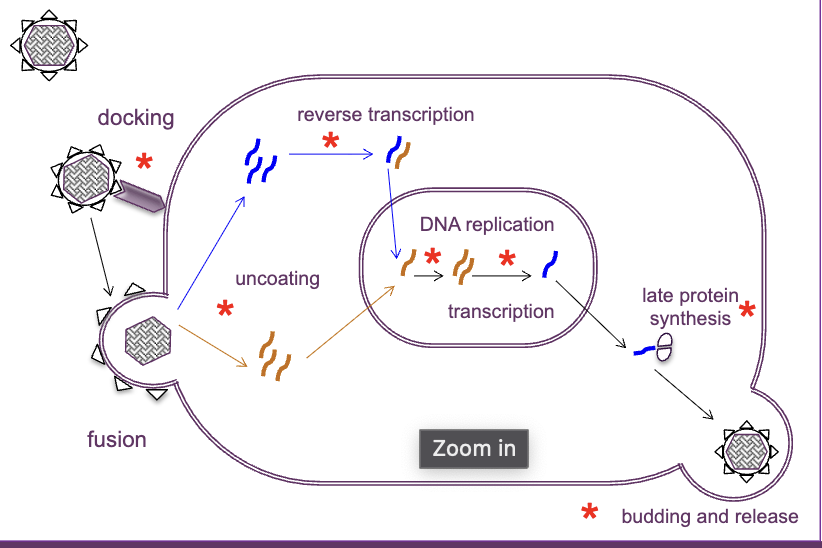 <ul><li><p>virus docks through cell wall structure with help of spike protein</p></li><li><p>fuse with membrane with help of spike protein</p></li><li><p>virus uncoats and releases genetic material into nucelus, if DNA reverse transcription occurs to become DNA</p></li><li><p>DNA replication occurs → transcription to make viral proteins</p></li><li><p>protein synthesis → virus ressembled with the copied DNA, spikes etc</p></li><li><p>budding and released to infect new cells </p></li></ul><p>antiviral agents can block any of these steps in the cycle </p>