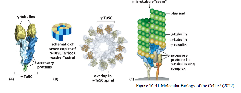 <p>γ-tubulin ring complexes (γ-TuRC) fungerer som nukleeringsskabeloner for mikrotubuli.</p><p>De findes ofte i centrosomet, hvorfra mikrotubuli vokser ud:</p><ul><li><p>minus-end forankres ved centrosomet</p></li><li><p>plus-end vokser ud mod cytoplasmaet</p></li></ul><p>Figuren viser også centrosomet som et microtubule-organizing center (MTOC).</p>