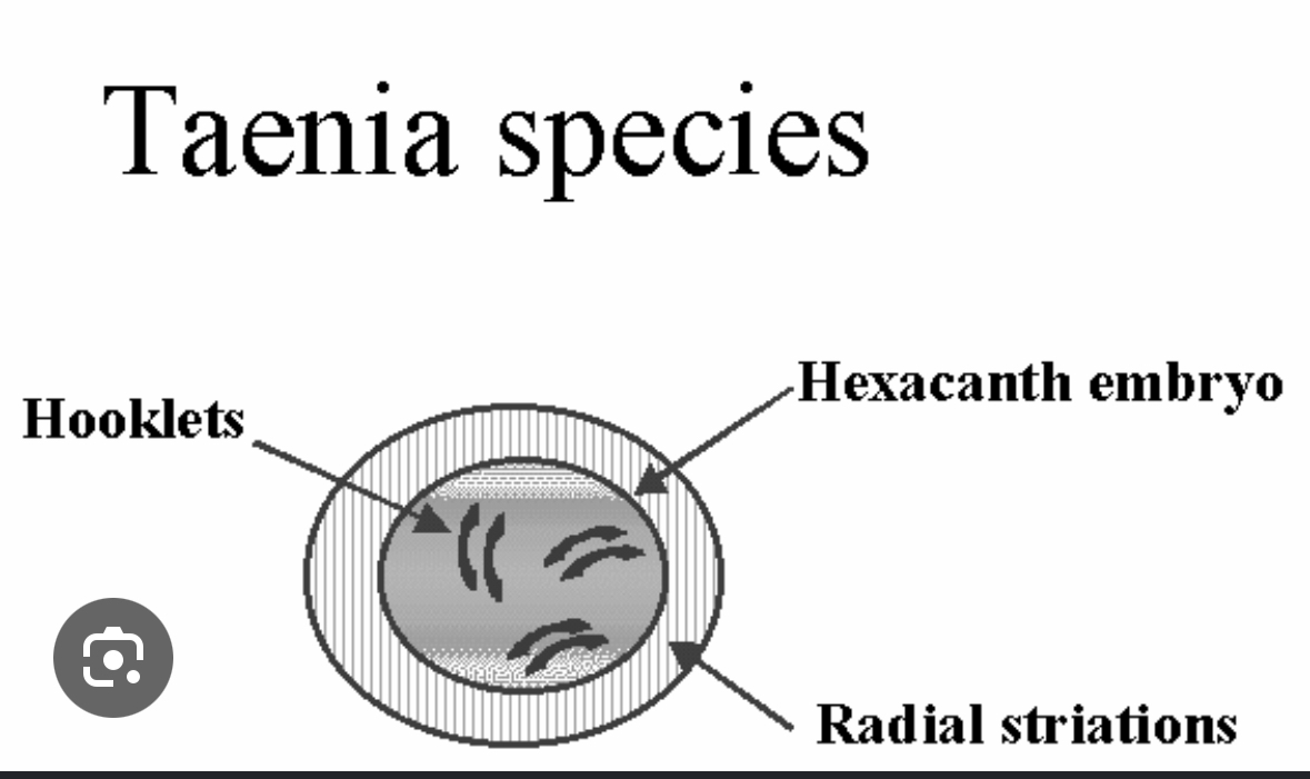 <p>Taenia spp. ova</p>