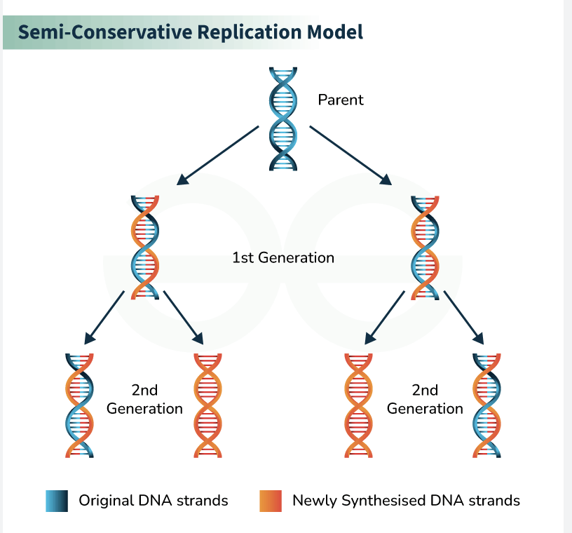 <p><span>when a DNA molecule replicates, the two resulting DNA double helices each consist of one original (parental) strand and one newly synthesized strand</span></p>