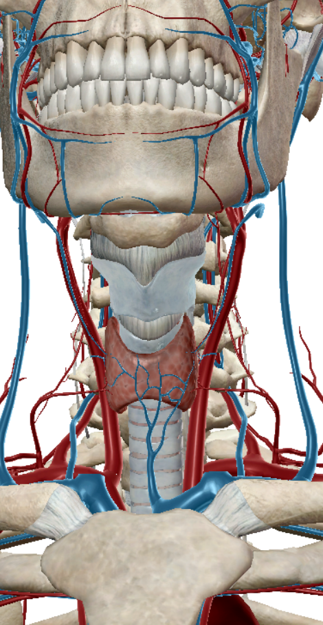 <p>red arteries</p>