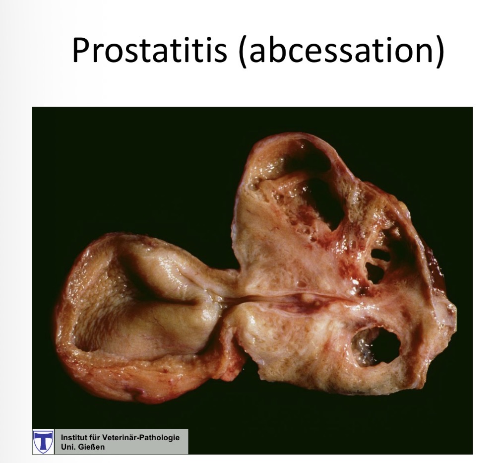 <p>prostatitis - effects</p>