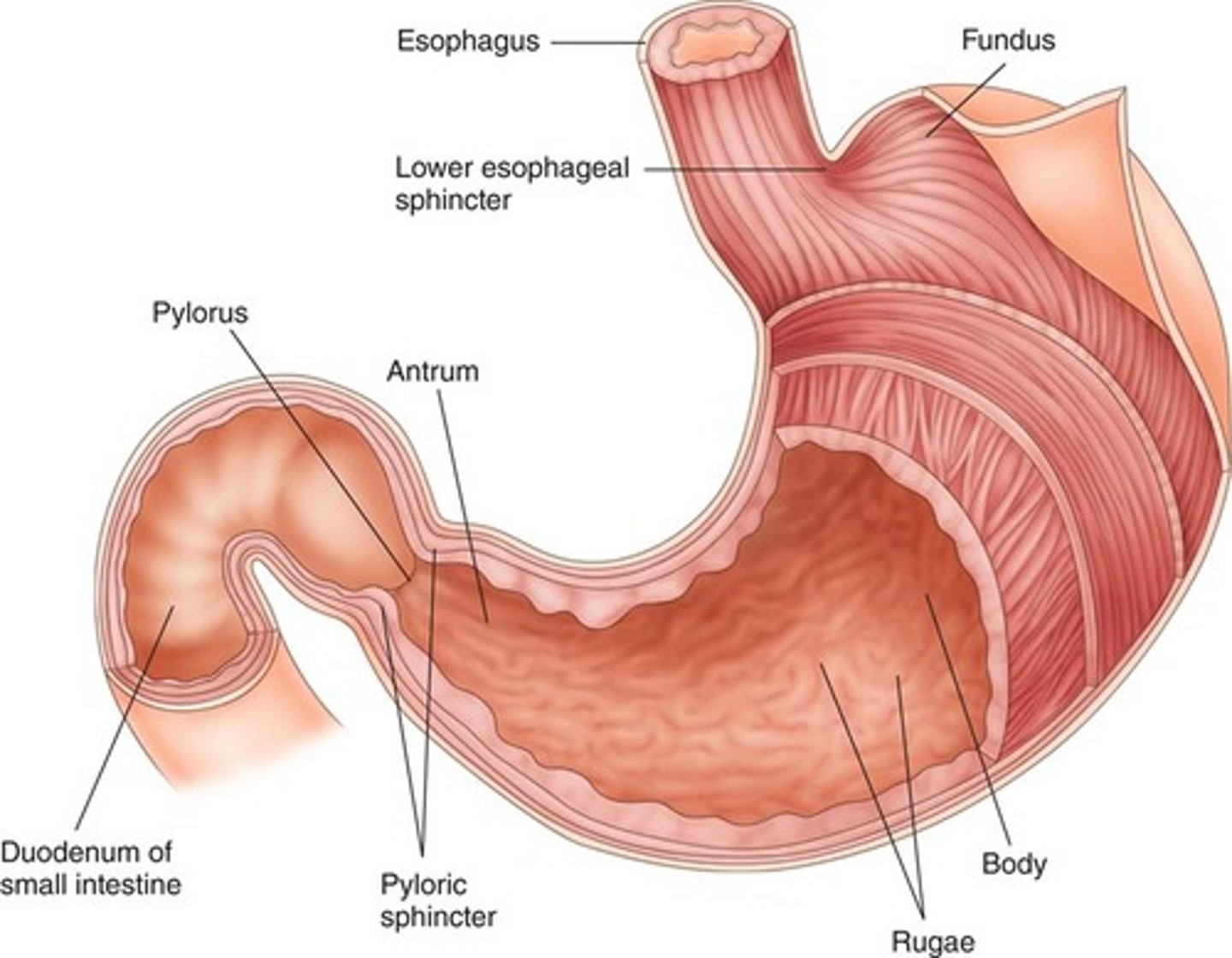 <p>Folds in mucosa lining allowing the stomach to increase and decrease in size</p>