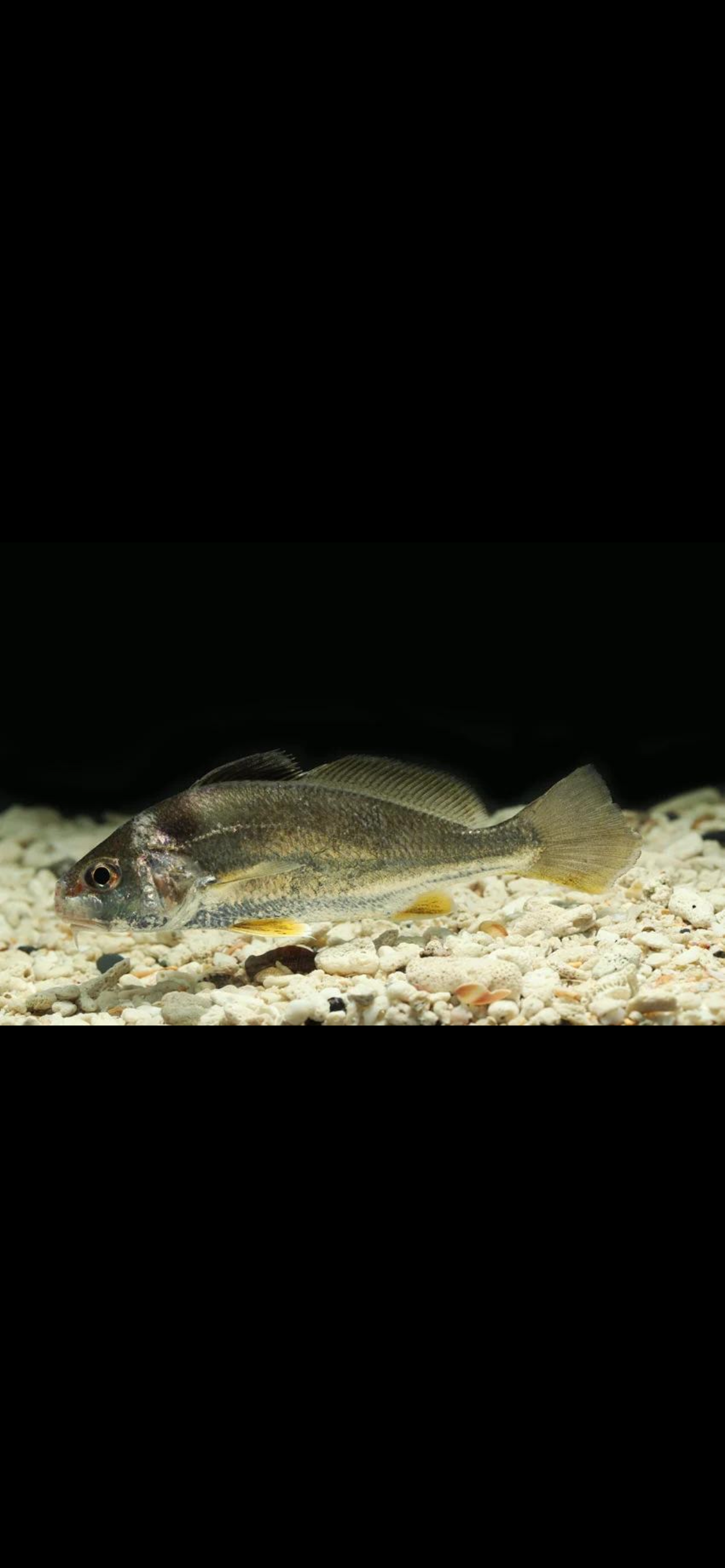 <p><span>Weakfish ā <em>Cynoscion regalis</em></span></p><p></p><p><span><strong>LOOK FOR:</strong></span></p><ul><li><p><span>Long, streamlined body</span></p></li><li><p><span><strong>Silvery sides</strong> with a darker, often olive/blue-gray back</span></p></li><li><p><span>Large mouth with a pointed head</span></p></li><li><p><span><strong>Distinct dark spots</strong> scattered across the upper sides/back</span></p></li><li><p><span>Soft-looking, elongated body rather than the chunky shape of a perch</span></p></li></ul><p><span><strong>HABITAT:</strong><br>Bays, estuaries, inlets and coastal ocean waters. They use estuaries extensively, especially during warmer months.</span></p><p><span><strong>REMEMBER:</strong><br><strong>WEAKFISH = silver, slender, spotted, BIG mouth.</strong></span></p><p><span><strong>NJ CONNECTION:</strong><br>A classic NJ estuary/coastal speciesāand one youāll encounter in discussions about recreational fishing and fish populations.</span></p><p><span><strong>LOOK-ALIKE:</strong><br><strong>Sea trout</strong> is an old/common name for weakfish, so if you hear someone say āsea trout,ā theyāre talking about this fish.</span></p><p><span><strong>WHY YOU CARE:</strong><br>This is a great species for your eventual <strong>Great Bay/Mullica + open-ocean ID</strong> because it helps you start recognizing the difference between several of our long, silvery predatory fish.</span></p>