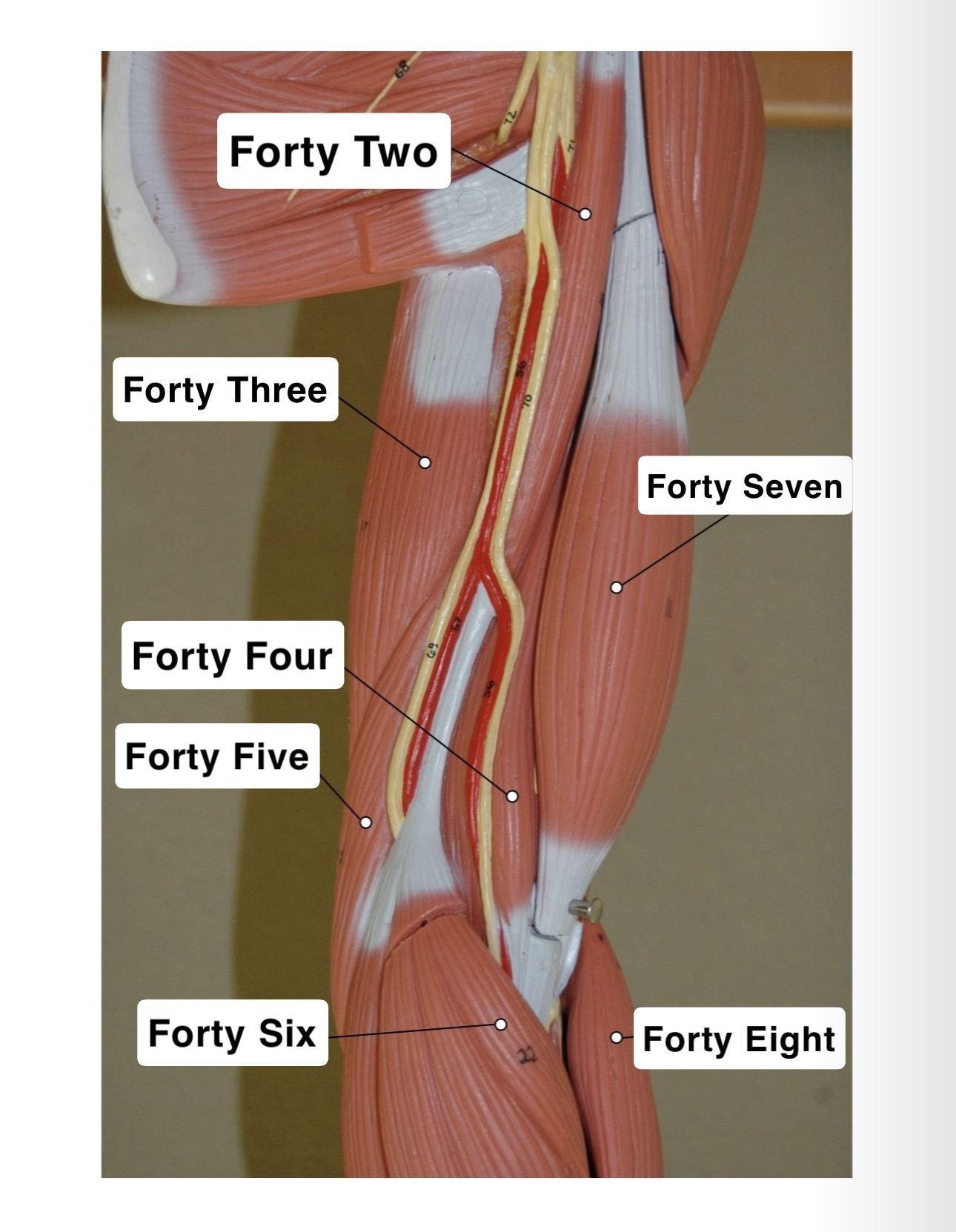 <p>Forty Five?</p>