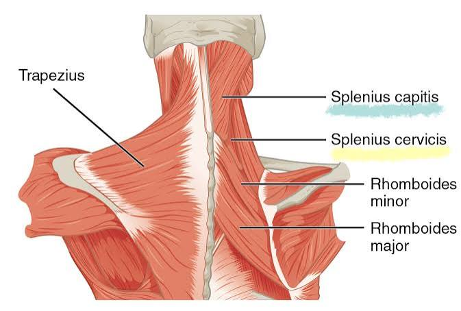 <ul><li><p>a paired back muscle found in the prevertebral space of the neck</p></li><li><p>forms the superficial layer of deep (intrinsic) back muscles together with splenius capitis</p></li><li><p>coordinates position of the head an neck during various movements ie. standing up from seated by producing lateral flexion, rotation, and extension of the neck</p></li></ul><p></p><p>origin → spinous processes of T3-T6 vertebrae</p><p>insertion → transverse processes of C1-C3 vertebrae</p><p>action → unilateral contraction: lateral flexion and rotation of neck (ipsilateral)</p><p>           → bilateral contraction: extension of the neck</p><p>innervation → lateral branches of posterior rami of lower cervical spinal nerves</p><p>blood supply → vertebral, occipital, superior intercostal, deep cervical, transverse cervical arteries</p>