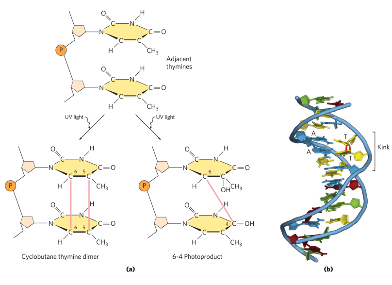 <p>Causes formation of cyclobutane pyrimidine dimers and 6-4 photoproduct.</p><ul><li><p>These types of damage occurs in a single DNA strand</p></li><li><p>causes for formation of covalent bonds between bases in the same strand (usually cross-linking of 2 adjacent Ts, but can also happen with C)</p></li><li><p>causes for kinks in the DNA</p></li></ul><p></p>