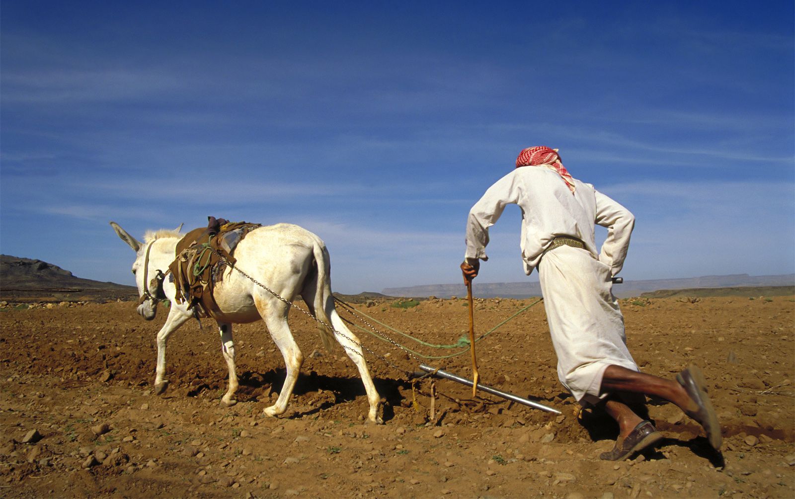 <p>An often animal-pulled tool that breaks up soil so seeds can be planted faster and deeper.</p>