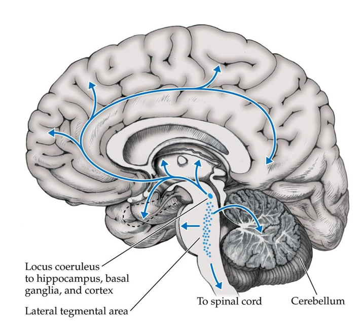 <p><u>Neuronen van </u><strong><u>locus coeruleus</u></strong></p><ul><li><p>projecties naar cortex, hippocampus, hypothalamus, amygdala, basale ganglia, ruggenmerg</p></li><li><p>alertheid & waakzaamheid voor nieuwe/onverwachte/opvallende elementen, met evaluatie van potentiële bedreigingen, voorbereiding van geschikte respons (fight, flight, freeze) & memorisatie van emotioneel significante gebeurtenissen</p></li><li><p>waakzaamheid: projecties naar hersenstam — kritische rol in controle van autonome functies; projecties naar ruggenmerg — modulatie pijnprikkels</p></li></ul><p></p>