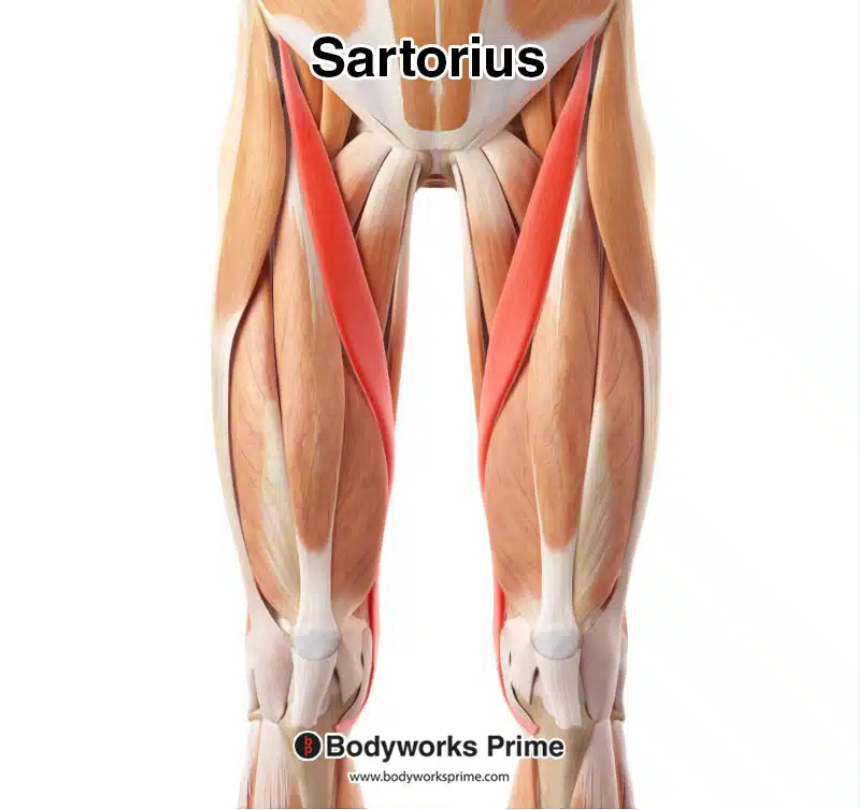 <p>sartorius</p>