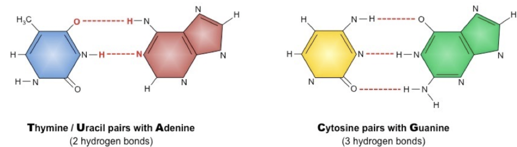 <ul><li><p>Adenine pairs with Thymine (Uracil in RNA) via 2 hydrogen bonds </p></li><li><p>Guanine pairs with Cytosine via 3 hydrogen bonds</p></li><li><p>Purines always pair with pyramidines </p></li></ul><p></p>