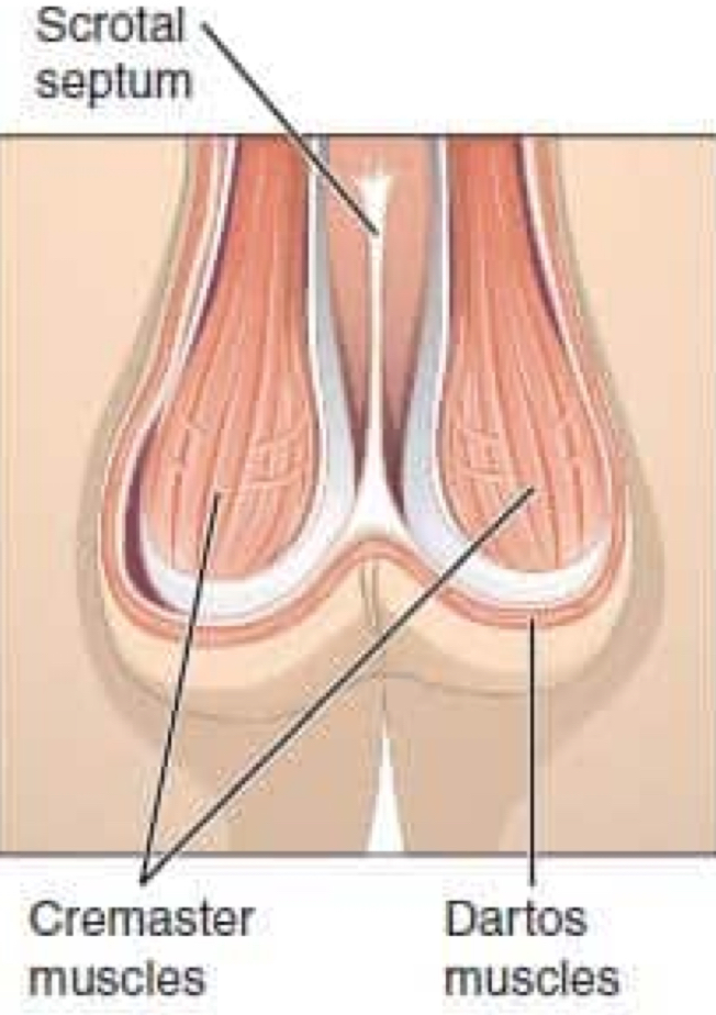 <ul><li><p>contracts and causes <strong>wrinkling</strong> of the ipsilateral testicle to decrease its surface area and heat loss</p></li><li><p>needs elasticity to regulate temp</p></li></ul><p></p>