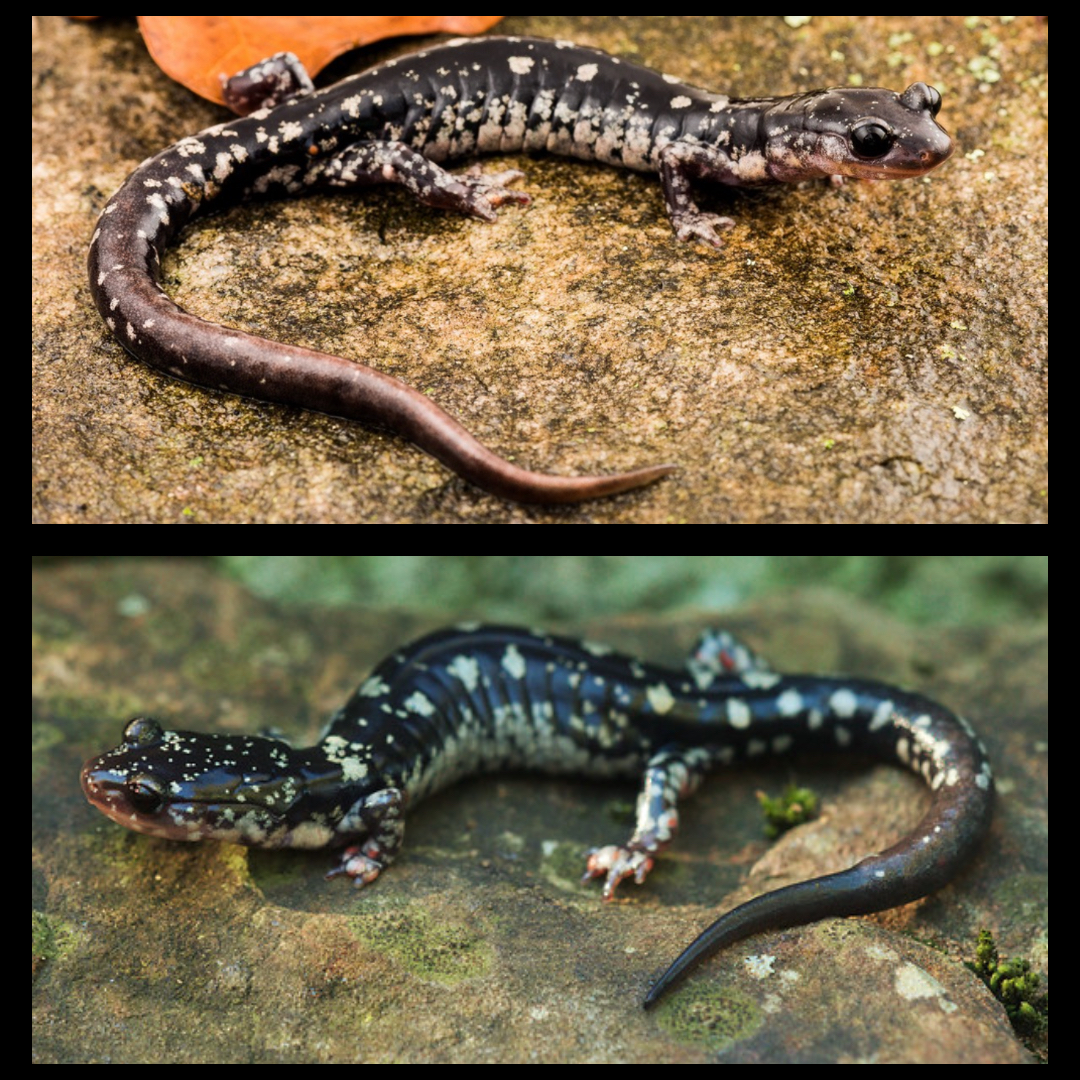 <p>Fourche Slimy Salamander</p>