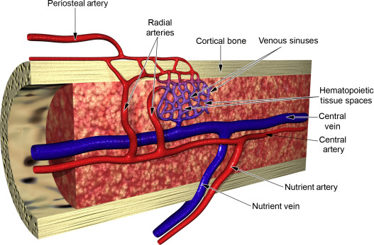 <ul><li><p><strong>nutrient foramen</strong> is a tunnel that penetrates the diaphysis and provides access for blood vessels into the shaft of the bone</p><ul><li><p>in order for bones to grow/be maintained, they require extensive blood supply</p></li></ul></li><li><p><strong>nutrient artery</strong>: transports oxygenated, nutrient-rich blood <em><u>to </u></em>the bone</p></li><li><p><strong>nutrient vein</strong>: transports deoxygenated, waste0laden blood <em><u>from</u></em><u> </u>the bone</p></li></ul><p></p>