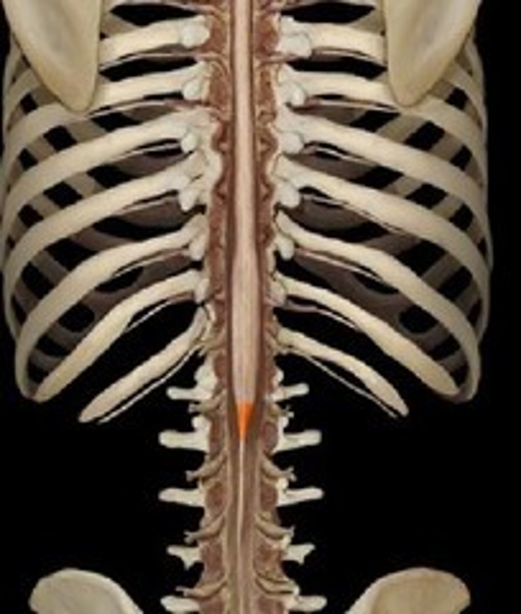 <p>where the spinal cord ends</p>