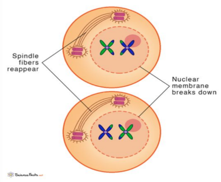 <p>- Chromosomes condense again.</p><p>- Nuclear membrane breaks down.</p><p>- Spindle fibers form.</p>