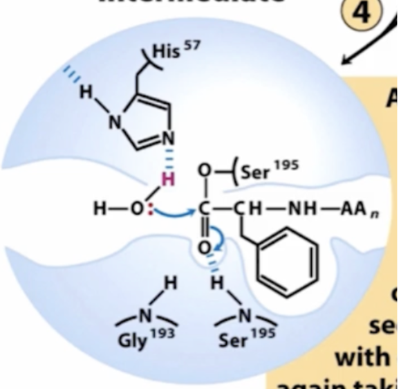 <p><span style="background-color: transparent;">______ deprotonates H2O (general base catalysis) in step 4</span></p>