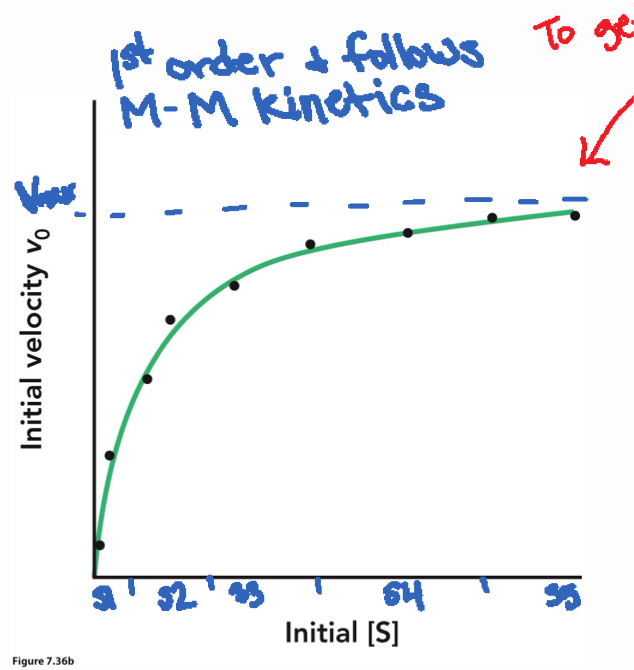 <p>x-axis: initial substrate [S]</p><p>y-axis: initial velocity </p><p>This gives Michaelis-Menten curve, + first order bc low [S]</p><p>At low [S] → linear increase</p><p>At high [S] → plateaus at Vmax</p>